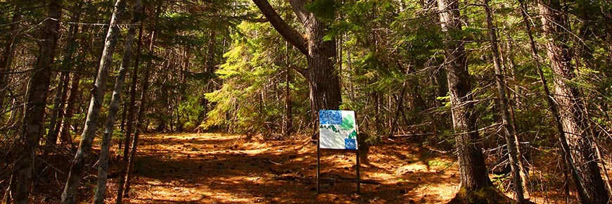 The Pines trail