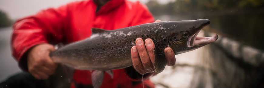 A man holding an Atlantic salmon