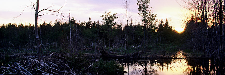 Beaver trail