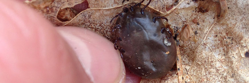 Tick on a leaf