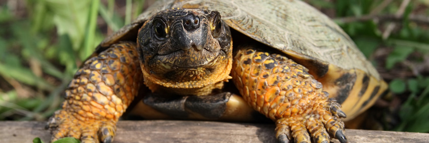 A turtle in the forest