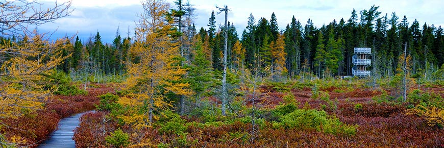 Sentier de la tourbière