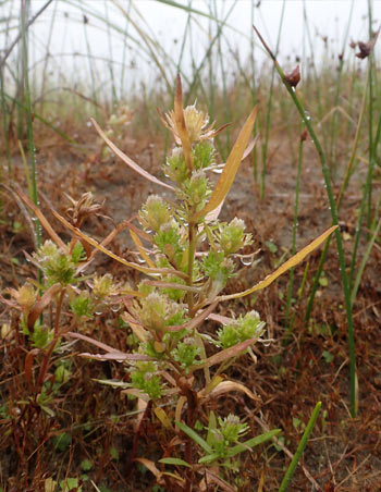 An Aster