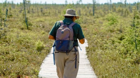 Interpreter walking in bog