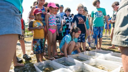 A group of kids examining a collection of bins with lagoon creatures in them
