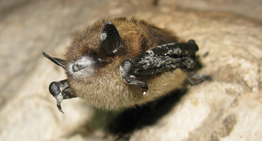 A bat on a rock