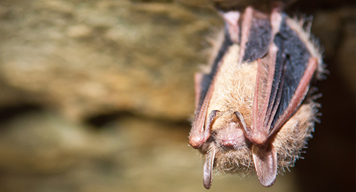 A bat upside down in a cave