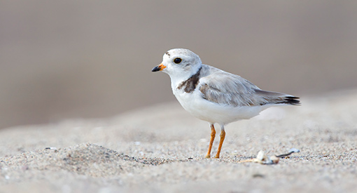 A Pipping Plover in the sand