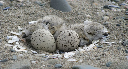 Pipping Plovers eggs and babies