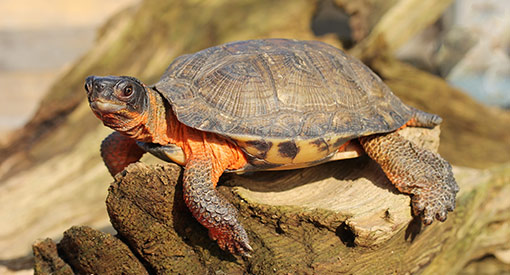 Une tortue sur un rocher