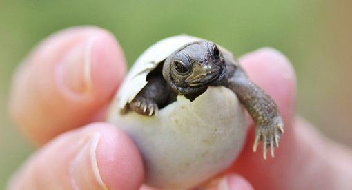 A baby turtle coming out of an egg