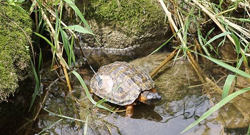 Une tortue dans un lac