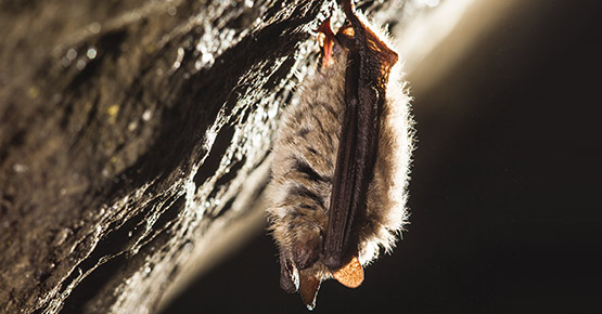 A bat hanging upside down in a cave