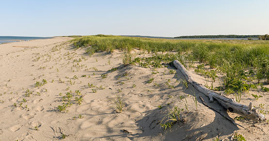 A piping plover