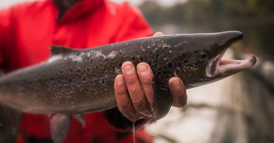 A man holding a salmon