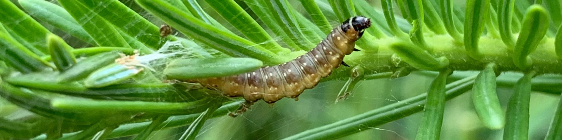 A spruce budworm on a tree branch