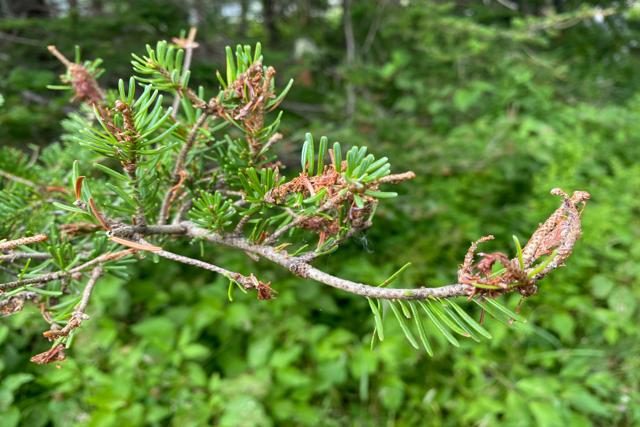 A moose looks out of a patch of shrubs while licking its lips.