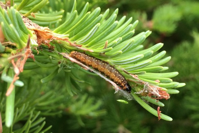 Gros plan de la tordeuse des bourgeons de l’épinette se nourrissant d’une branche de pin