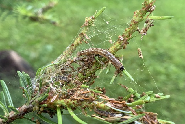 A close up of an evergreen tree branch with white clusters covering the stem.