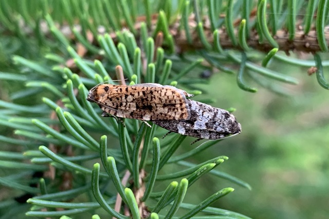 A close up of an evergreen tree branch with white clusters covering the stem.