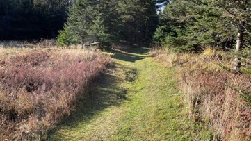 A wide grassy path in the forest.