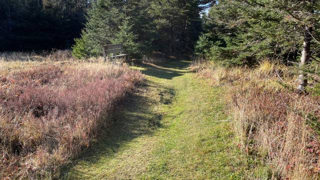 A wide grassy path in the forest.