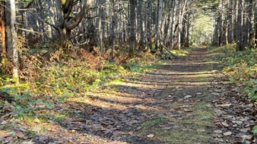 A wide dirt path in the forest.