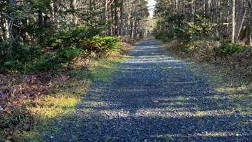 A wide gravel path in the forest..