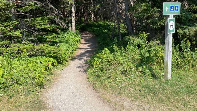 A gravel path leading into a forest. class=