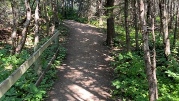 A gravel path covered with leaves in the forest.