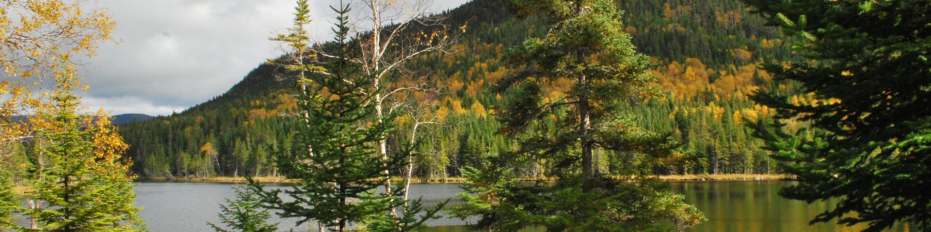 A hillside of fir and birch trees overlooking a calm lake.