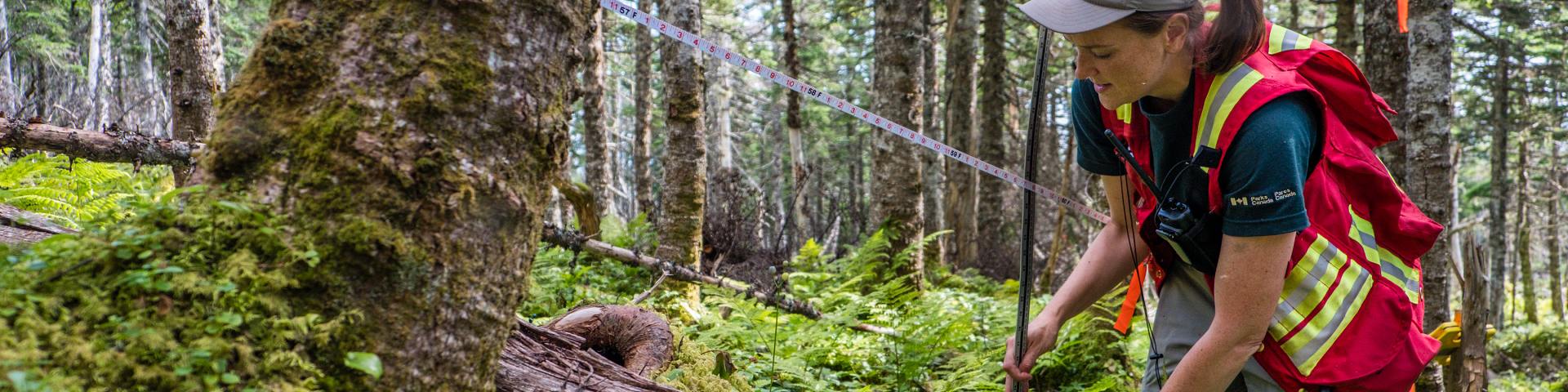 Un scientifique de Parcs Canada étudie une parcelle de végétation.