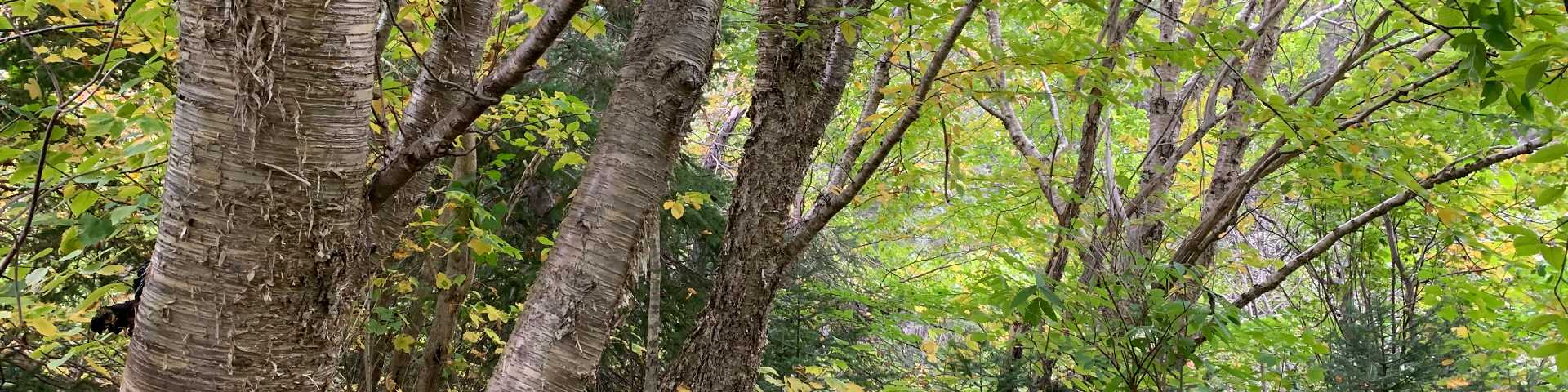 Vue à travers une forêt de bouleaux et de sapins.