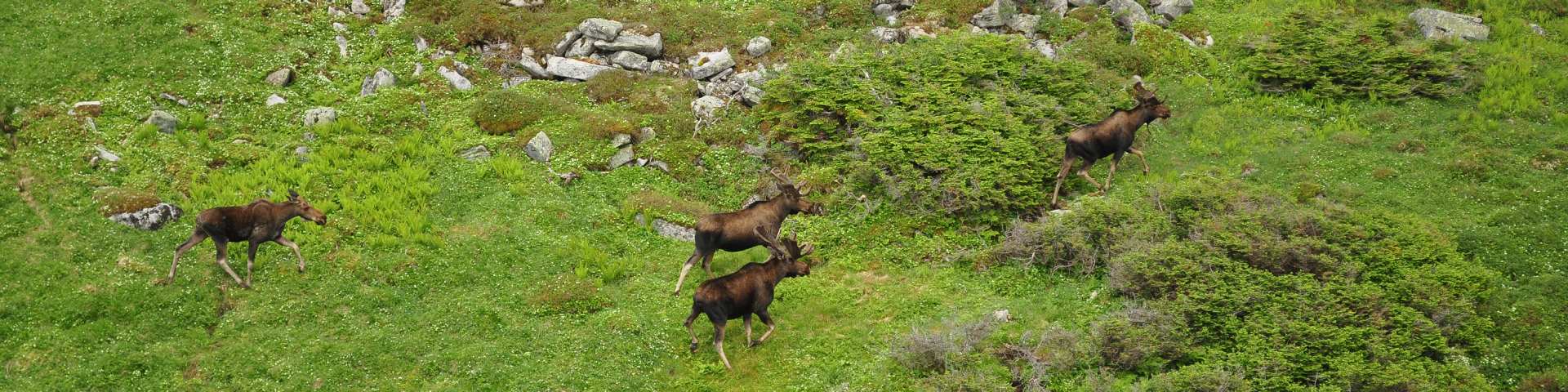 Four moose walk across a slope covered with grass, shrubs, and patches of rock.