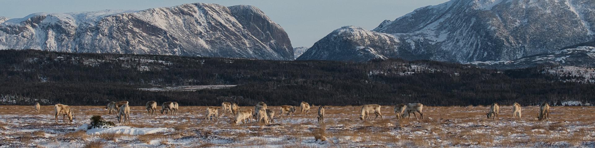 A herd of caribou graze in a winter meadow with mountains rising behind them.