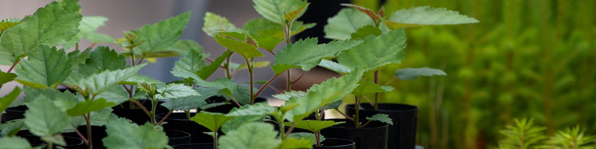 Close-up of several trays filled with rows of small birch, fir, and spruce seedlings.