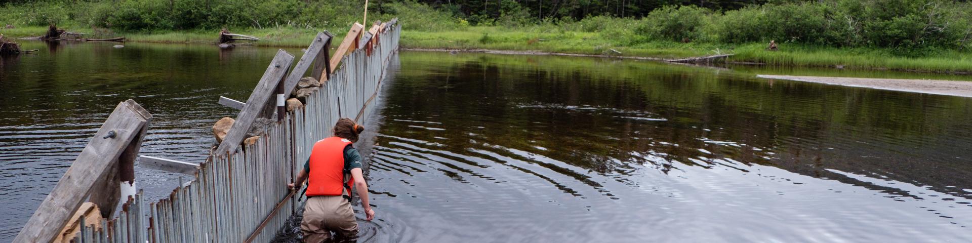 A Parks Canada scientist in the water beside a wooden fish fence which reaches across the river.