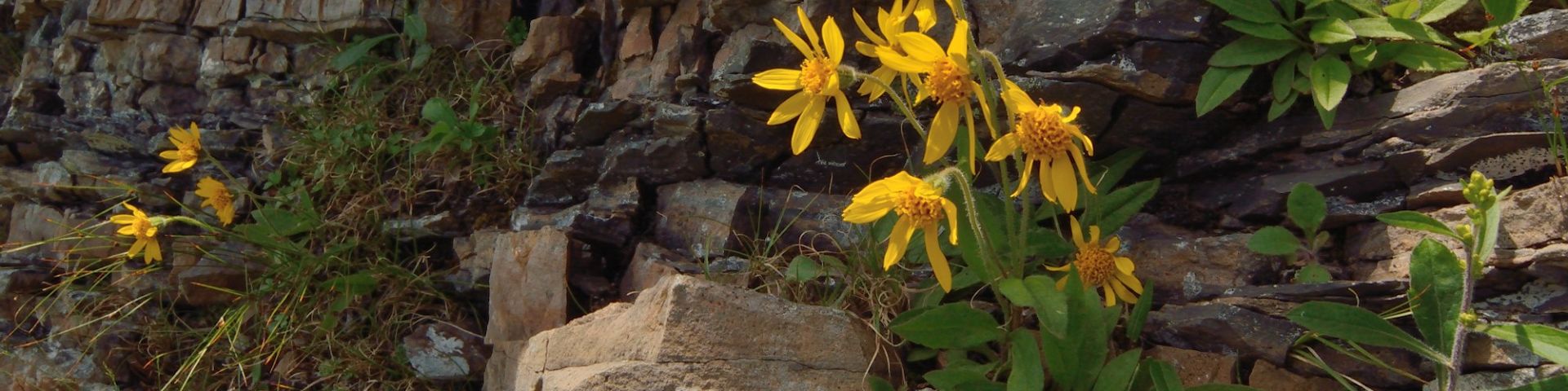 Fleurs de taille moyenne, jaune vif, poussant sur une falaise rocheuse.