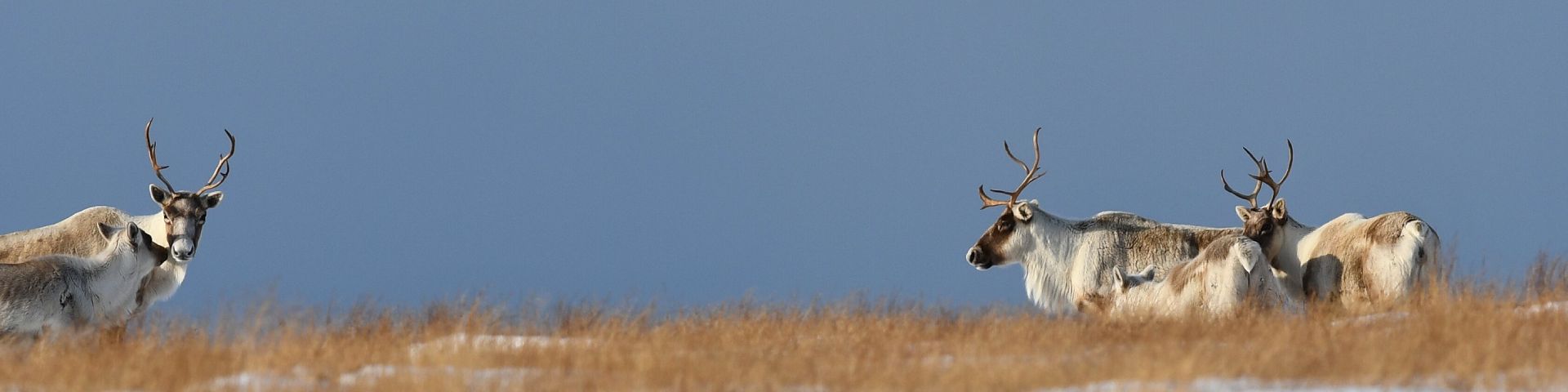 Trois caribous adultes se tiennent avec deux petits dans une zone herbeuse.