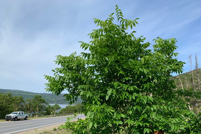 A healthy, leafy ash tree grows next to a road in Gros Morne National Park.