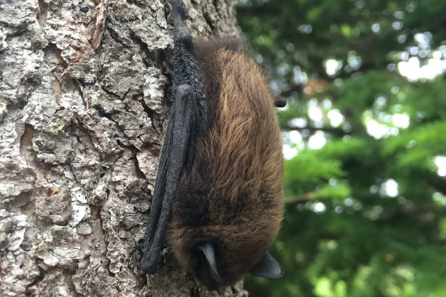 A little brown bat clings upside down to a tree trunk.