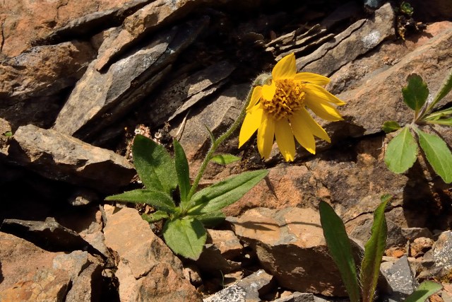 A yellow flower growing on rocky ground. 