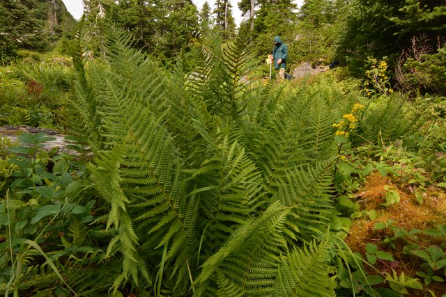 A cluster of bright green ferns growing in the forest with a Parks Canada employee in the background.