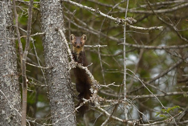 A marten looking out from their perch in a tree.