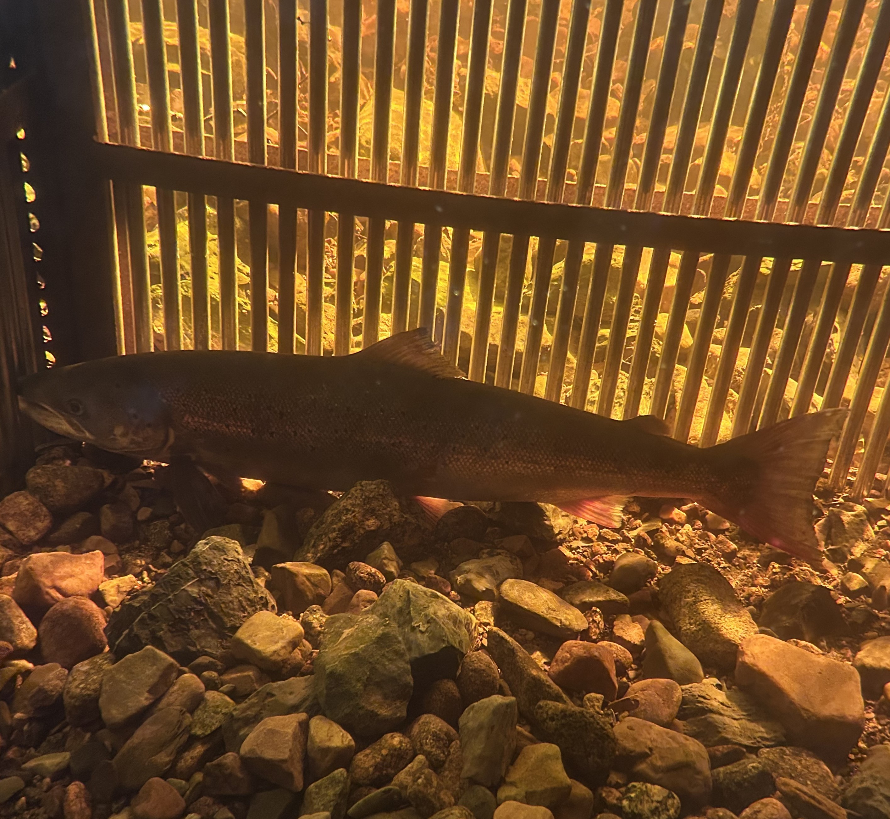 Atlantic Salmon in a fish fence in Gros Morne National Park.
