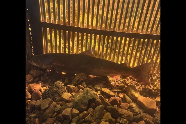 Atlantic Salmon in a fish fence in Gros Morne National Park.