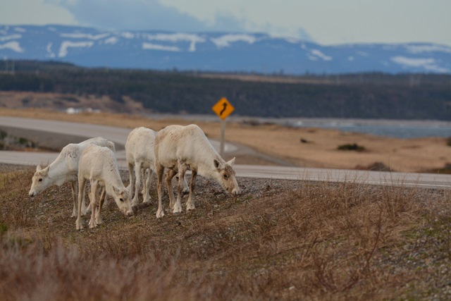 Woodland Caribou grazing near a highway in Gros Morne National Park.