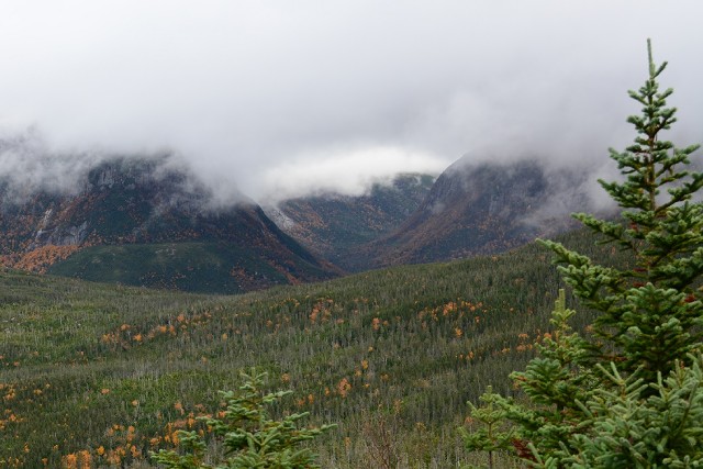 La brume plane sur les pentes des montagnes couvertes de sapins, d'épicéas et de bouleaux.