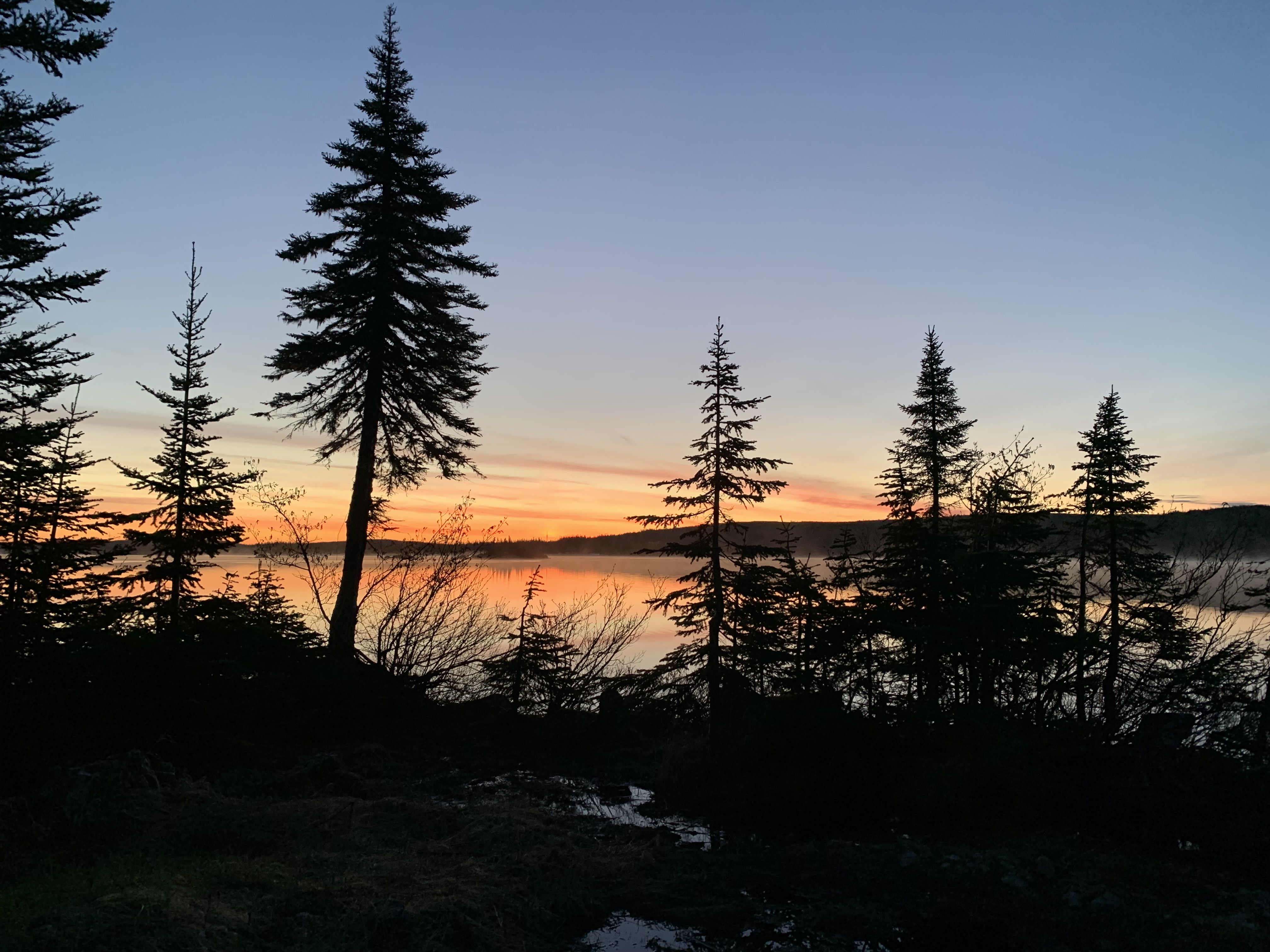 Paysage de forêt boréale