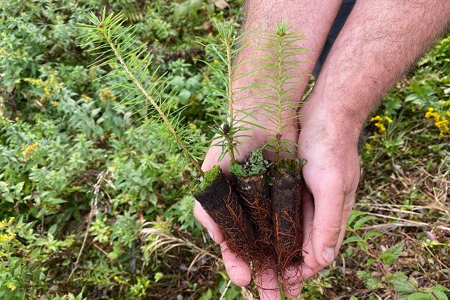 Une personne tient trois plants de sapin baumier dans ses mains alors qu'elle s'apprête à les planter.